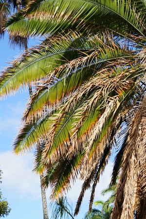 Responsive image